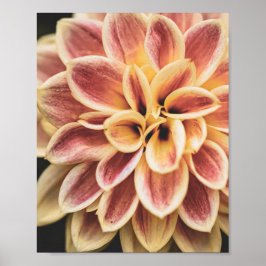 Poster Summer Dahlia Flower (Arte Floral)