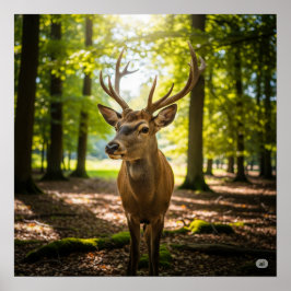 Poster Summer Forest Deer