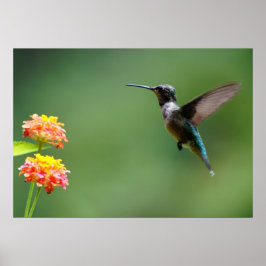 Poster Summer Hummer