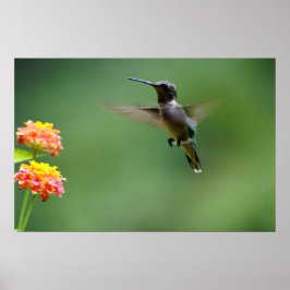 Póster Summer Humming