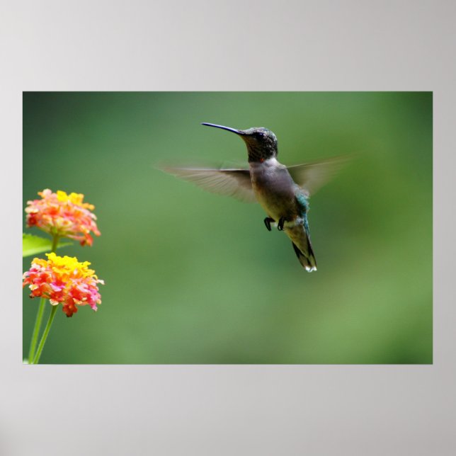 Póster Summer Humming (Frente)