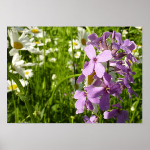 Poster Summer Lilac e Daisies