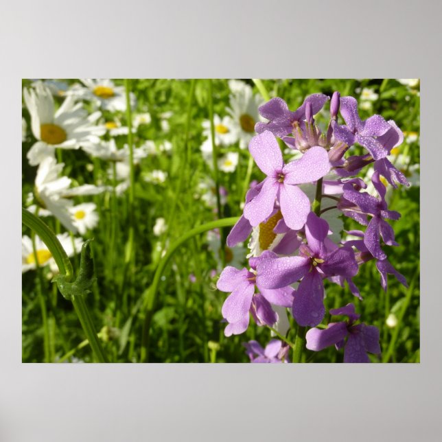 Poster Summer Lilac e Daisies (Frente)