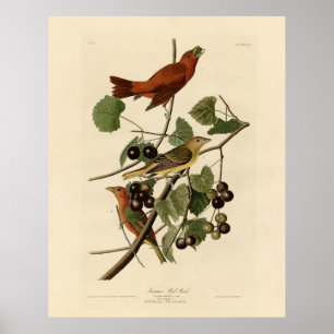 Poster Summer Red Bird (Tanager) Audubon Birds of America