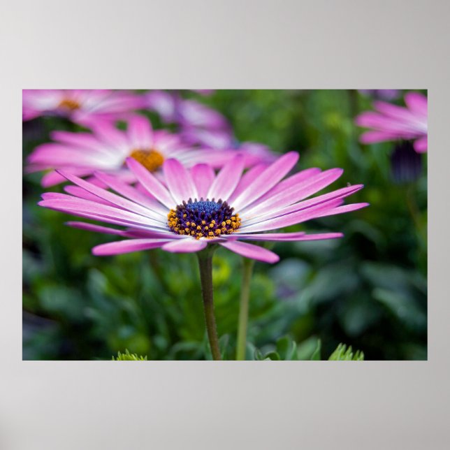 Poster Summer Sunshine (Frente)