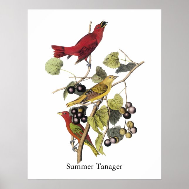 Póster Summer Tanager por John Audubon (Frente)