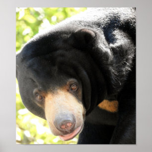Poster Sun Bear
