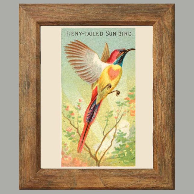 Poster Sun Bird, Set of 6 Bird Gallery Wall, 2 de 6 (Criador carregado)