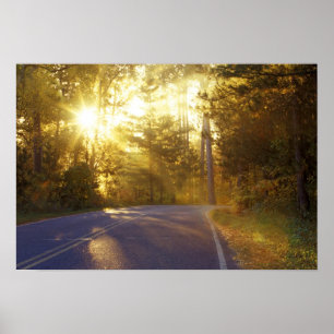 Póster Sun bursts through the forest onto roadway at