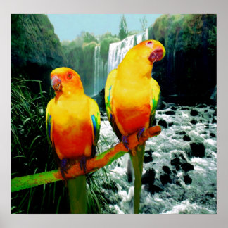 Póster Sun Conures
