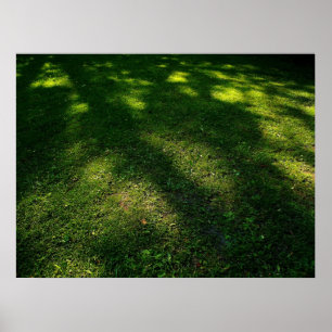 Póster Sun Dappled o gramado