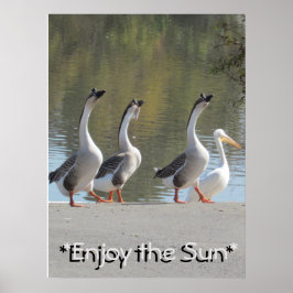 Poster - Sun Loving Geese