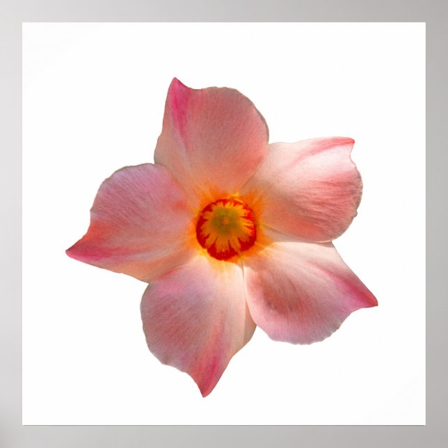 Poster Sun Parasol Mandevilla (Frente)