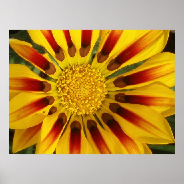 Póster Sun Shine (Frente)