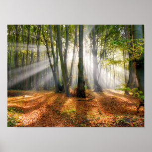 Poster Sunbeams em uma floresta de faia nebulosa no outon