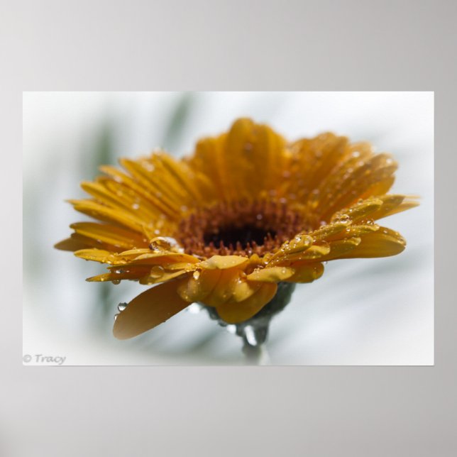 Poster Sunchyme Gerbera (Frente)