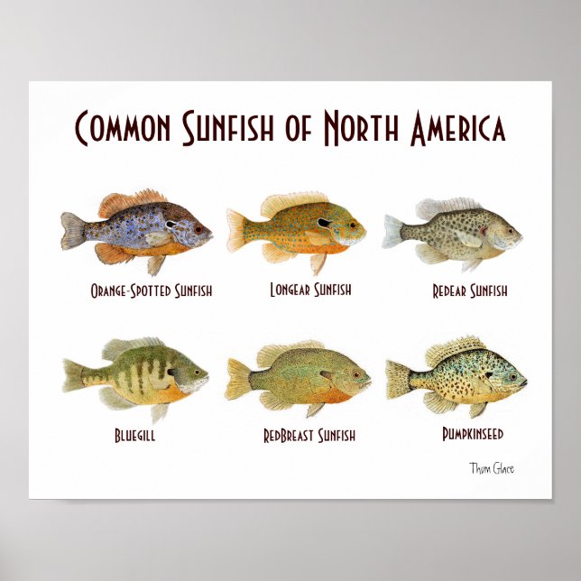 Póster Sunfish comum da América do Norte. (Frente)