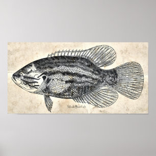 Póster Sunfish da lama dos peixes do vintage da arte da
