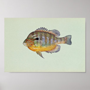 Poster Sunfish de Longear