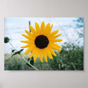 Póster Sunfloer solitário