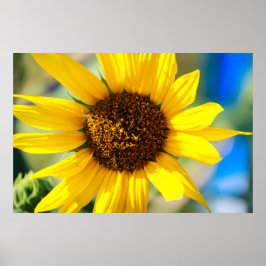 Poster Sunflower