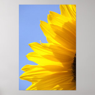 Póster Sunflower