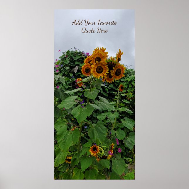 Poster Sunflower and Morning Glória Fotografia Adicione C (Frente)