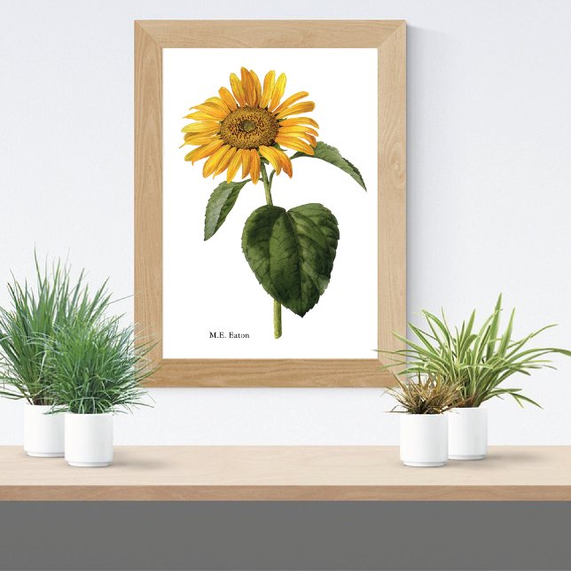 Póster Sunflower Botanics Mary Eaton (Criador carregado)