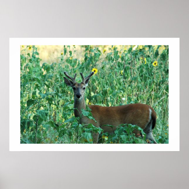 Poster Sunflower Buck (Frente)