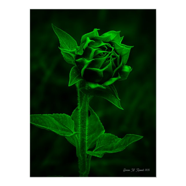 Póster "Sunflower Bud"  (Frente)