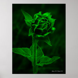Poster "Sunflower Bud" 