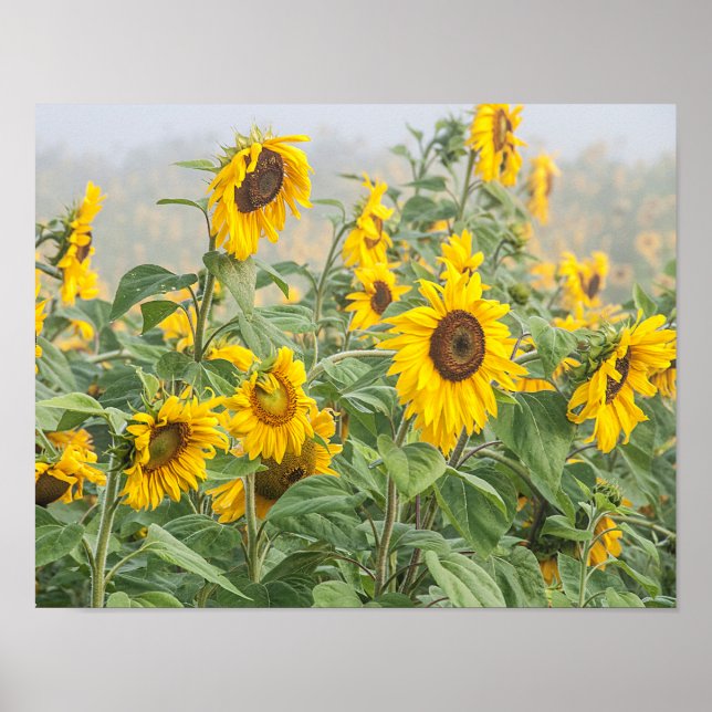 Poster Sunflower Field Amarelo Verde Belo Floral (Frente)