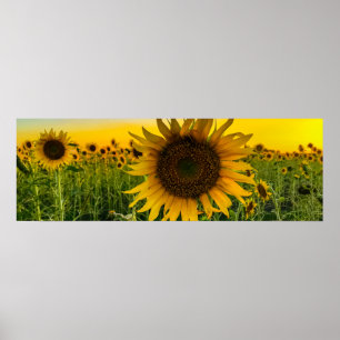 Poster Sunflower Field with a Golden Sky