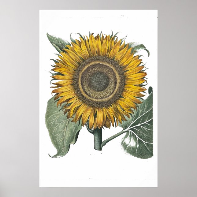 Poster Sunflower Hortus Eystettensis , 1713 Small (Frente)