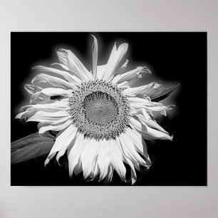 Póster Sunflower In Black And White