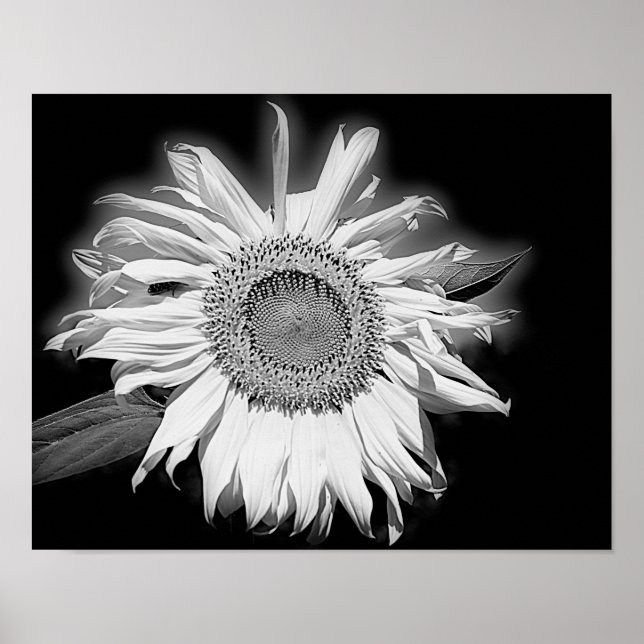 Póster Sunflower In Black And White (Frente)