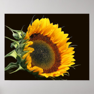 Poster Sunflower In Sunshine