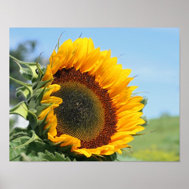 Póster Sunflower In Sunshine (Frente)