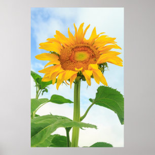 Poster Sunflower, jardim comunitário, Moses Lake, WA, EU