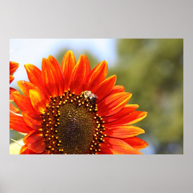 Poster Sunflower Love 1 (Frente)