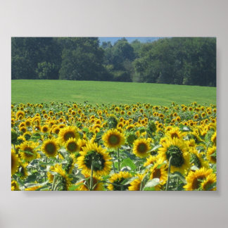 Poster Sunflower Mob