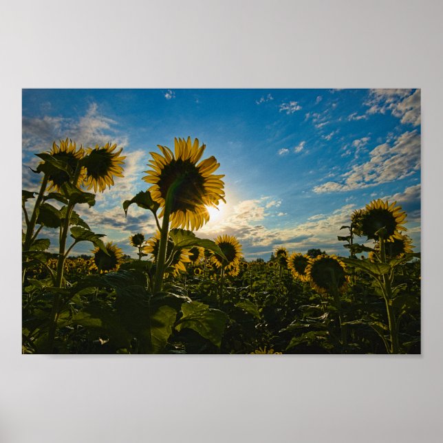 Poster Sunflower Morning (Frente)