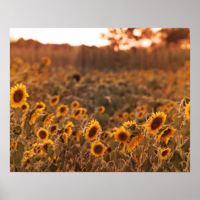 Poster Sunflower Sunset em uma Cor do Campo Rural 16x20 (Frente)