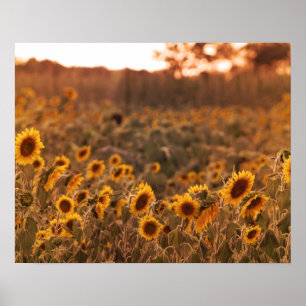 Poster Sunflower Sunset in a Rural Field Color 16x20 