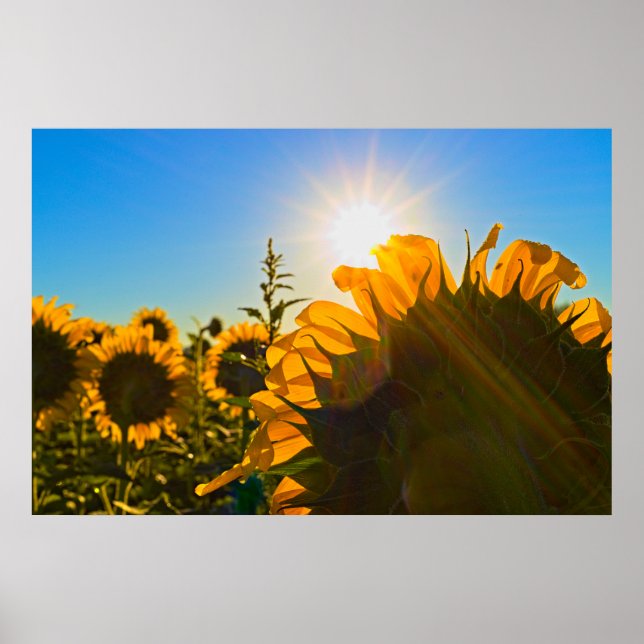 Poster Sunflower Sunstar (Frente)