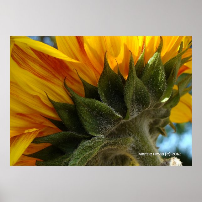 Poster Sunflower Underside (Frente)