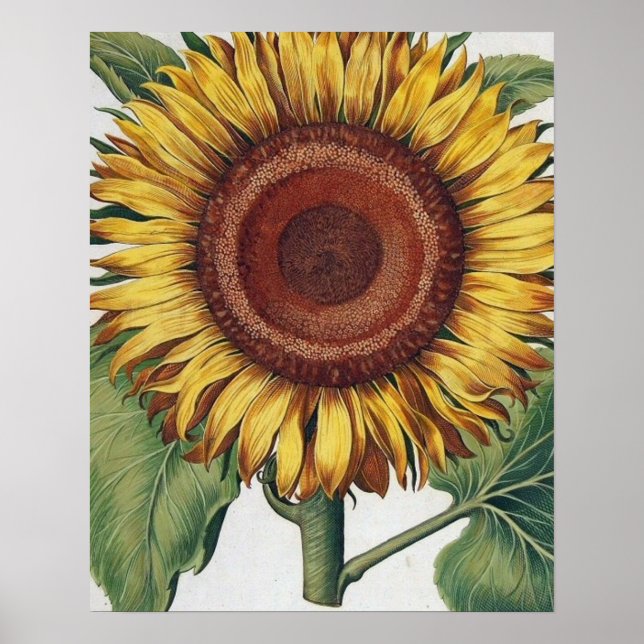 Póster Sunflower Vintage Damask Wallpaper Collage (Frente)
