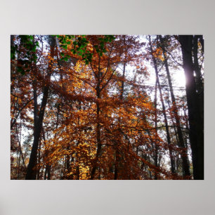 Póster Sunlight Through Fall Tree (Ponta de Sol por Queda