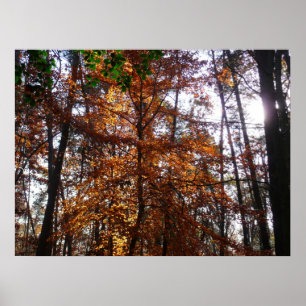 Póster Sunlight Through Fall Tree (Ponta de Sol por Queda