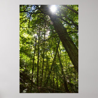 Poster Sunlight Through the Forest Canopy